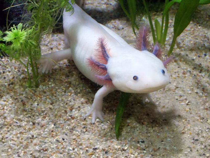 Photo of an Axolotls