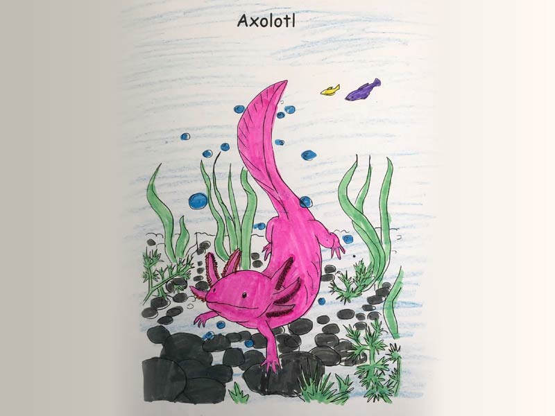 Drawing of an Axolotls