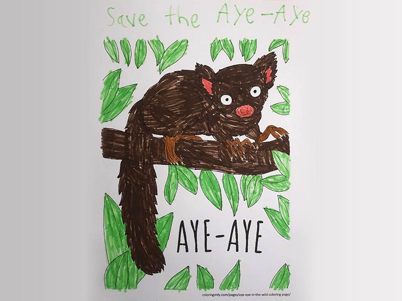 Drawing of an Aye-Aye Lemur