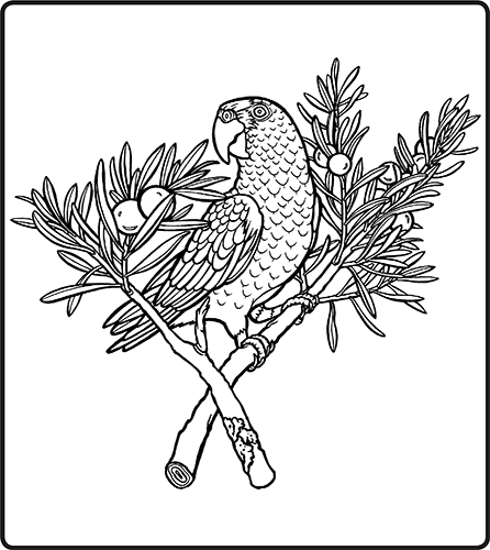 Coloring Page of a Cape Parrot