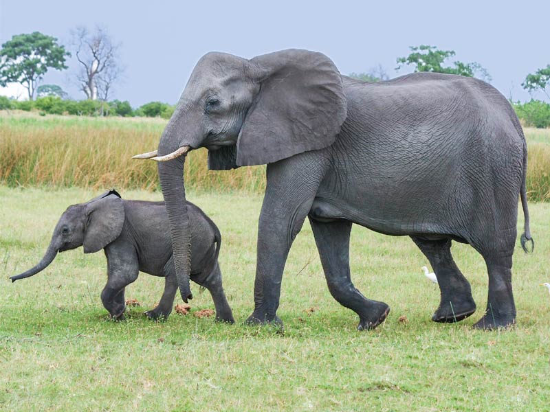 Photo of a baby and momma elephant walking across a field