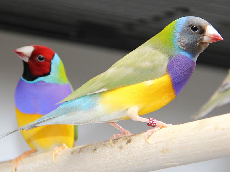 Photo of two Gouldian finches