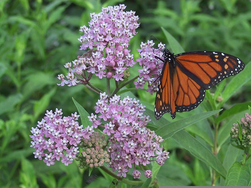 Photo of a Monarch butterfly on purple flowers