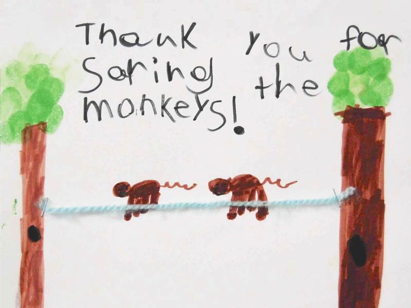 Drawing of monkeys