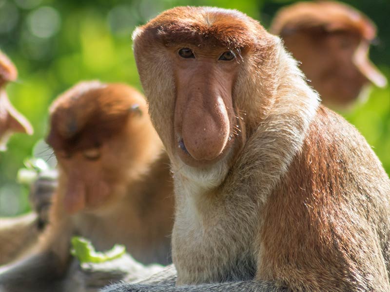 Photo of Proboscis Monkeys