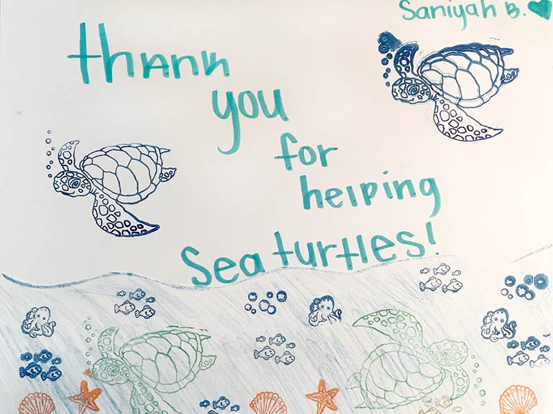 Drawing of Sea Turtles