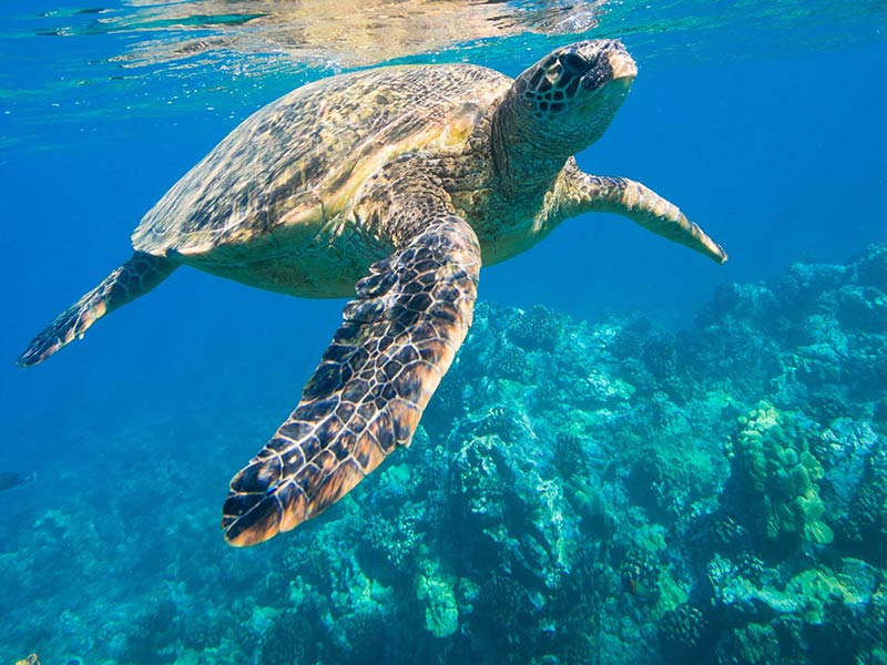 Photo of a sea turtle in the water