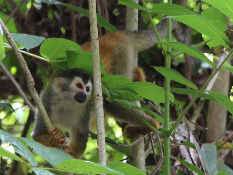 Photo of a monkey in the trees