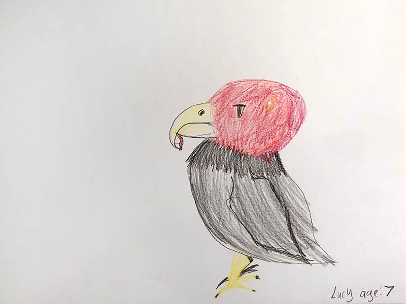 Drawing of a vulture