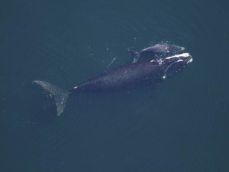 Photo of a whale and her calf floating at the surface of the water