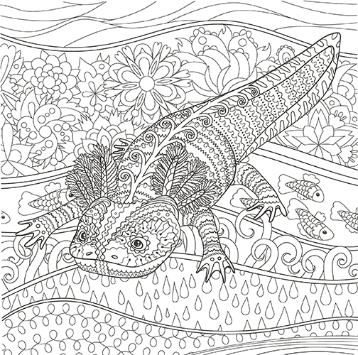 Coloring Page of an Axolotl