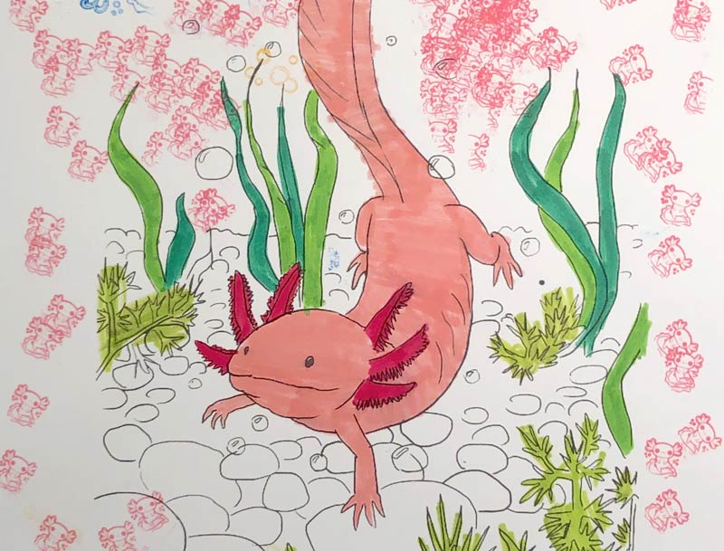 Drawing of an Axolotl