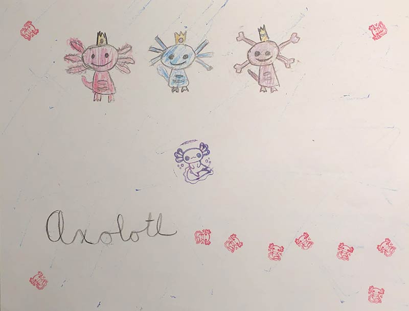 Drawing of an Axolotls