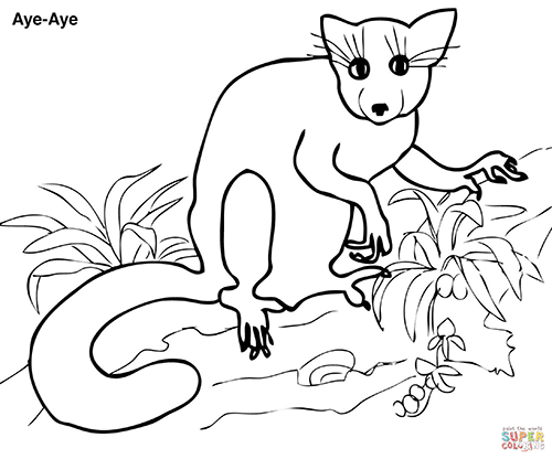 Coloring Page of an Aye Aye Lemur