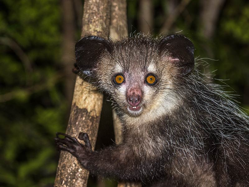 Photo of an Aye Aye Lemur