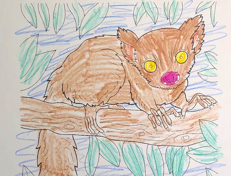 Drawing of an Aye-Aye Lemur