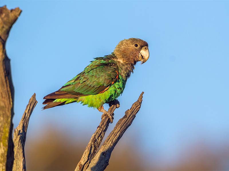 Photo of a Cape Parrot