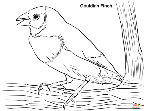 Coloring Page of a Gouldian Finch