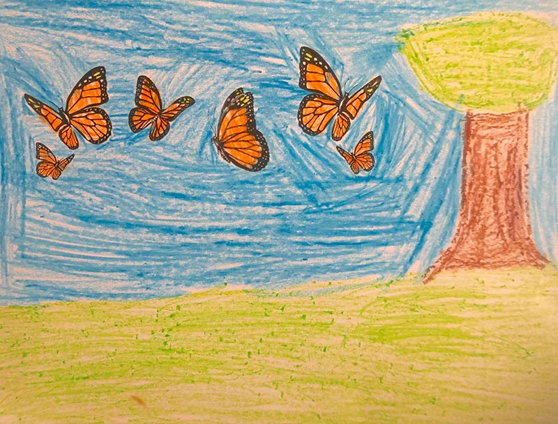 Drawing of Monarch Butterflies