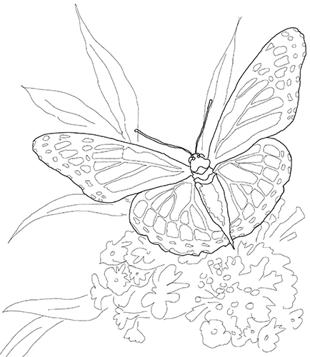 Coloring Page of a Monarch Butterfly