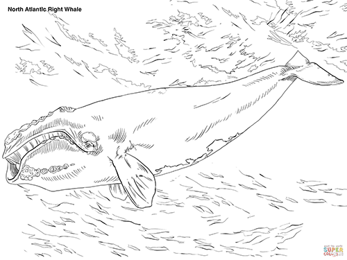 Coloring Page of a North Atlantic Right Whale