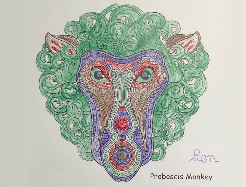 Drawing of Proboscis Monkey