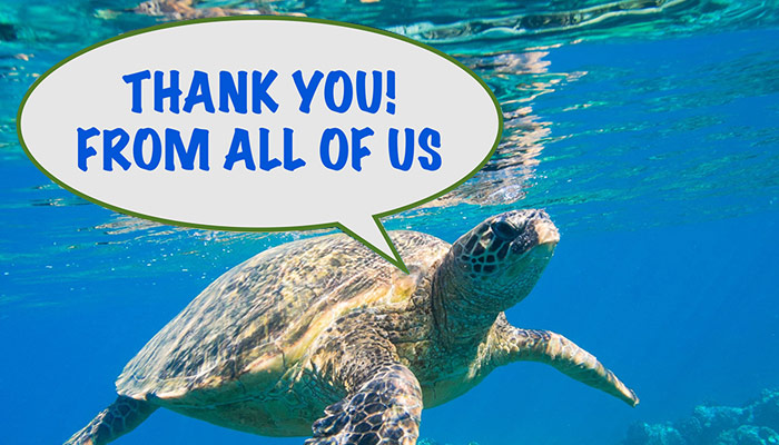 Photo of a sea turtle in the water with a comment bubble saying Thank you from all of us