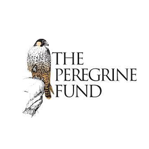 The Peregrine Fund Logo - Black serif type with illustration of a Peregrine falcon