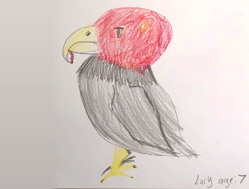 Drawing of a vulture