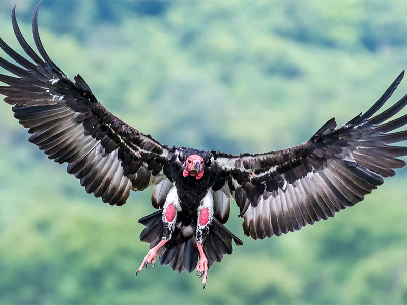 Photo of a Vulture in flight