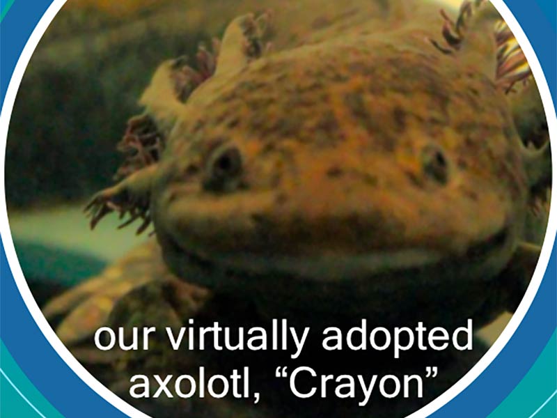 Photo of an Axolotl with white overlaying type