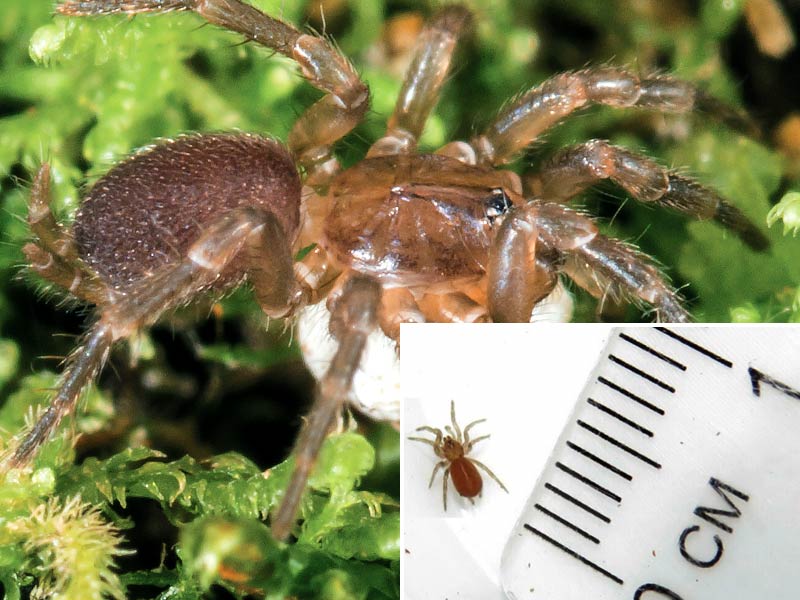 Photo of a spruce fir moss spider with overlaying photo of spider next to ruler showing actual size