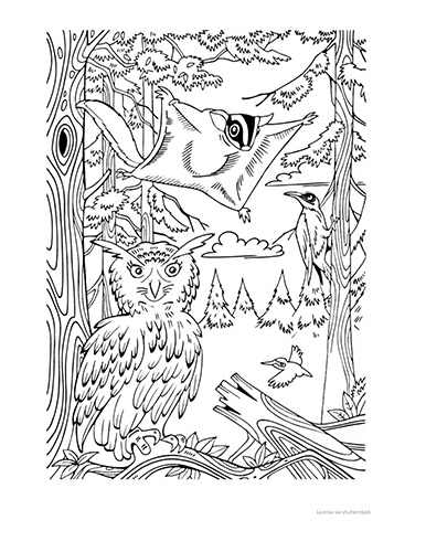 Coloring Page of a flying squirrel, spruce fir trees, and an owl