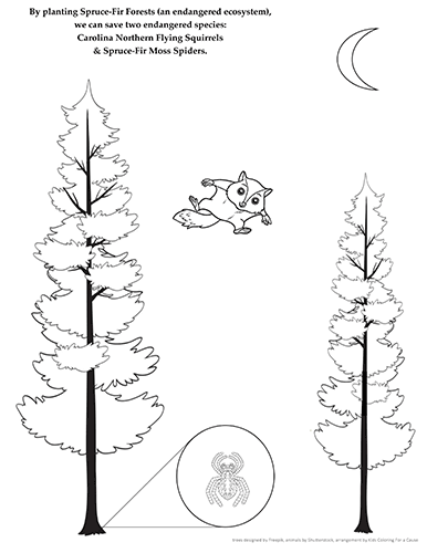 Coloring Page of a flying squirrel, spruce fir trees, and the spruce fir moss spider