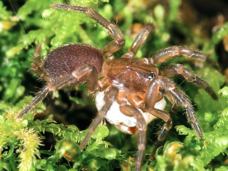 Photo of a spruce fir moss spider