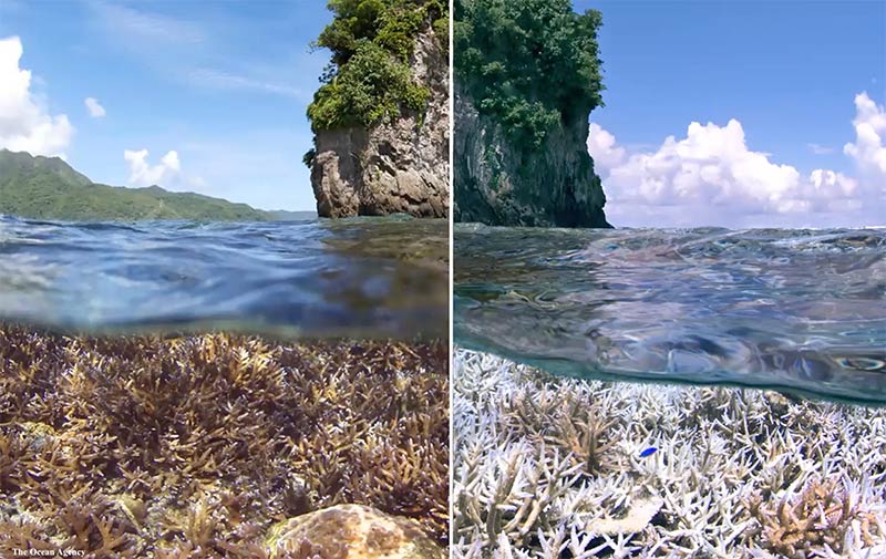 Before and after photo of coral reef restoration