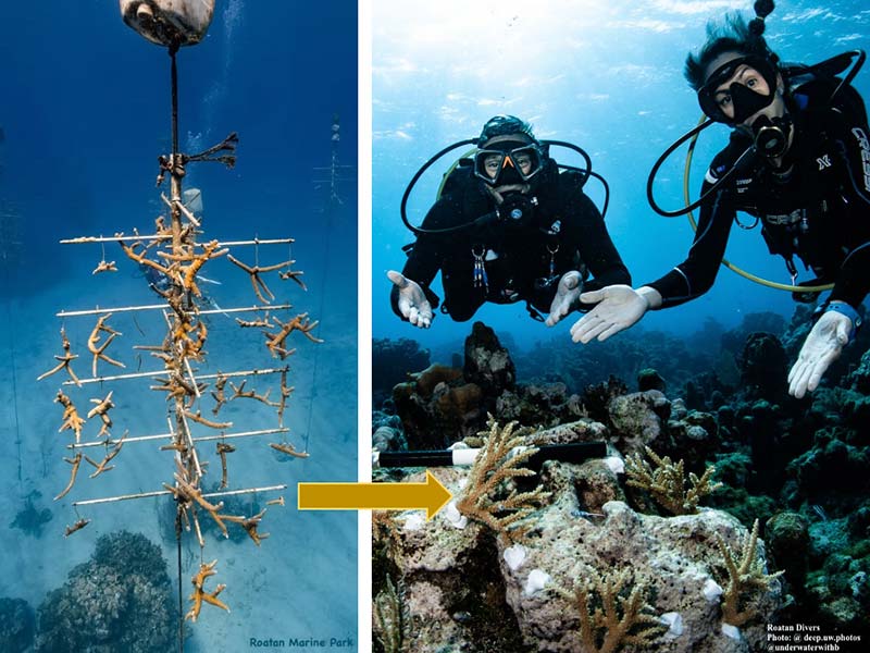 Photo of planted resilient coral