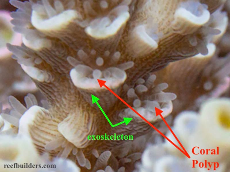 Photo of coral polyps