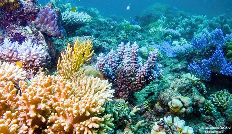 Photo of coral polyps