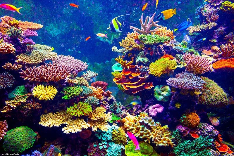 Photo of colorful fish amongst coral reef
