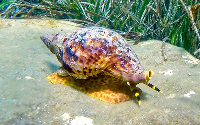 Photo of giant triton snail