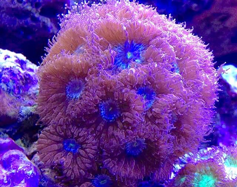 Photo of large coral polyps