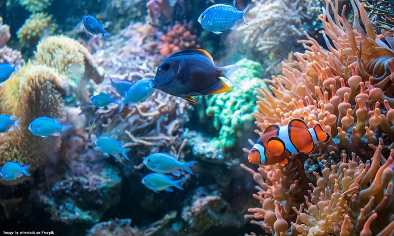 Photo of colorful fish amongst coral
