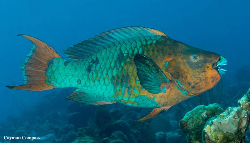 Photo of a rainbow parrotfish