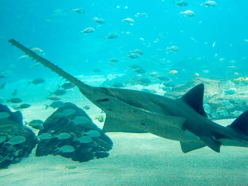Photo of a sawfish
