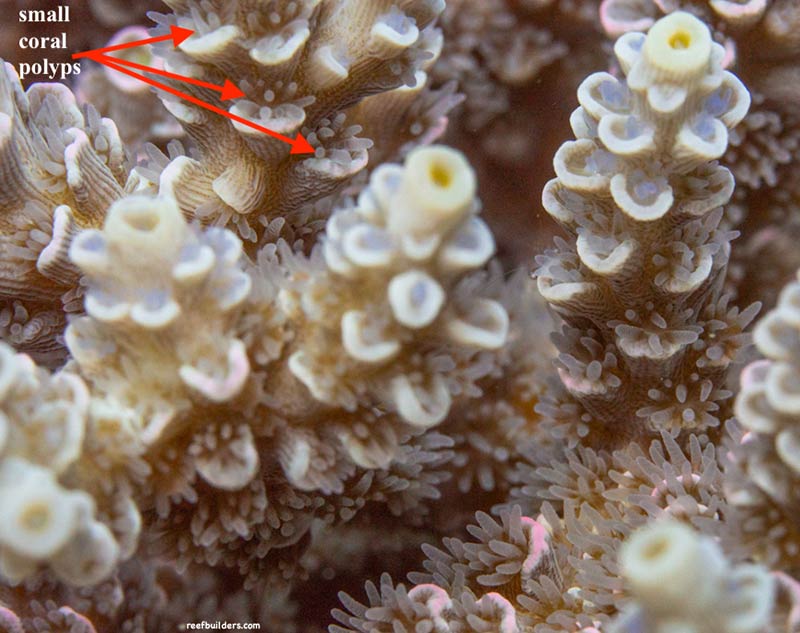 Photo of small coral polyps